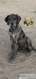 Rare Designer Mastiff