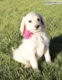 Tu-Tu Labradoodle