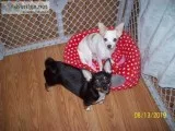 Two puppys for sale