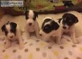 Jack Russell Terriers