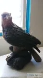 LARGE LIFELIKE REDTAIL HAWK STATUE