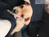 Chiweenie puppy