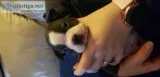 Boston terrier puppies