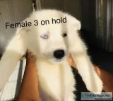 All White Husky Puppies
