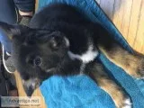 German ShepherdBelgian Malinois Puppies
