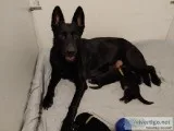 AKC GERMAN SHEPHERD DOGS