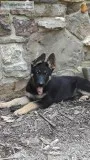 K9 German Shepherd Pups for Sale