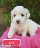 Very small Goldendoodle puppies