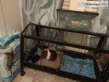 Two male Guinea pigs
