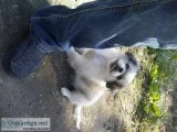 Pekingese