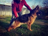 Dogs for sale