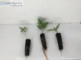 Clones