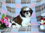 Shih Tzu Puppies-Champion Sired