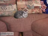 18 year old grey tiger cat