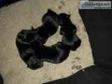 Yorkshire terrier puppies