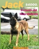 Malinois with Advance Obedience - Protection - Service Dog
