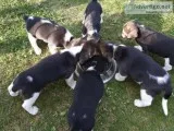 Rose Bows Tri-color Beagle Puppies for Rehoming