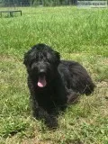 Female Giant Schnauzer