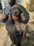 Cane Corso Italian mastiff