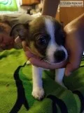 Chihuahua and pomeranian puppies