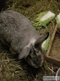 Looking for warm loving home for Flemish Rabbits and Bunnies
