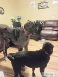 Great Dane