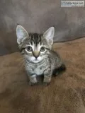 Twin Tabby kittens need a loving family