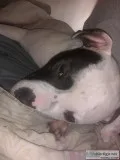 Gorgeous friendly 10 month old pit puppy