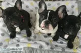 3 females CKC registered Frenchies