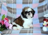 Shih Tzu Puppies-Champion Sired