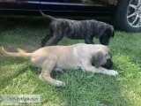 English Mastiff Puppies
