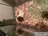 Guinn pig
