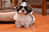 Cute and Adorable Shih tzu pups