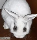 Free Baby Bunnies