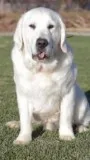 AKC Golden Retriever Puppies