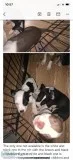Pit Bull Puppies