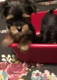 Yorkshire terrier&rsquos