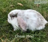 Beautiful Mini Lop Bunnies For Sale