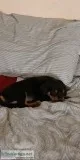 Rottweiler female puppy