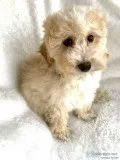 Mini Goldendoodle Puppies ready now