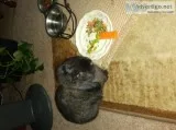 Free black bunny