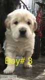 Beautiful little Girls Golden Retriever