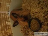 Lion head bunnies