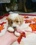 Maltipoo Puppies(34 Miniature Poodle and 14 Maltese)