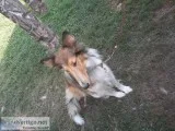 Golden collie dog