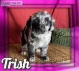 Trish Female NewfieAussie Mix