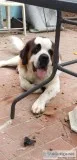 St Bernard
