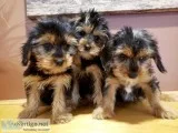 Adorable Holiday King Charles Yorkie Puppies - READY NOW