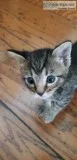 Sweet 8 week old Male kitten