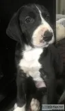 AKC Great Dane Puppy